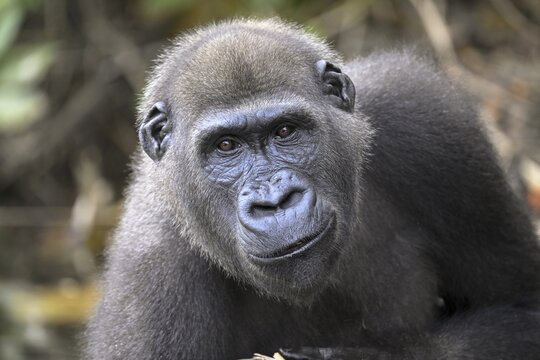 Western lowland gorilla (Gorilla gorilla gorilla), male animal, portrait, R&eacute;serve L&eacute;sio-Louna nature reserve, near Moembe, Plateau department, Republic of the Congo