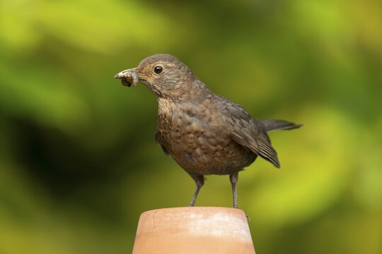 Common or Eurasian blackbird (Turdus merula) adult female bird with food in its beak on a garden flower pot, England, United Kingdom