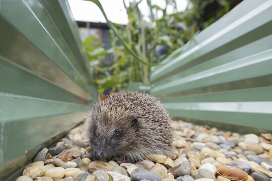 European hedgehog (Erinaceus europaeus) adult animal walking on shingle between two garden raised beds, Suffolk, England, United Kingdom