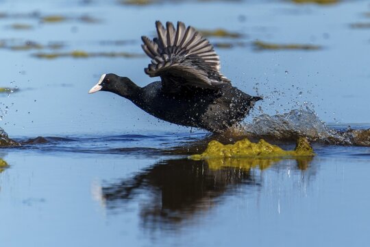 Eurasian Coot running through the water with spread wings, splashing water and blue sky are reflected, Coot, (Fulicia atra), wildlife, Germany