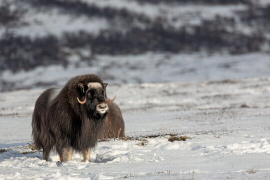 A musk ox cow (Ovibos moschatus) has finished resting and looks attentively in my direction, winter, snow, cold, tundra landscape, October, Norway