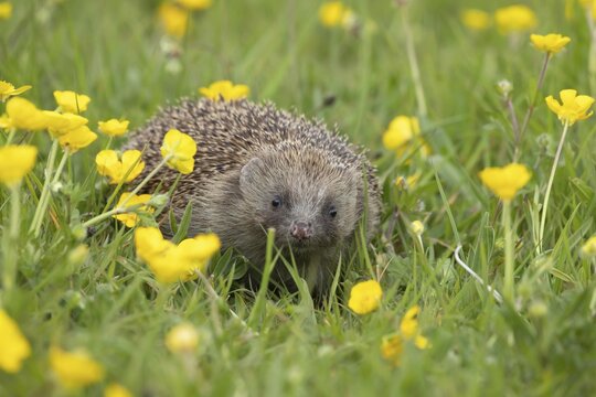 European hedgehog (Erinaceus europaeus) adult animal amongst Meadow buttercup (Ranunculus acris) flowers in a meadow in springtime, Suffolk, England, United Kingdom