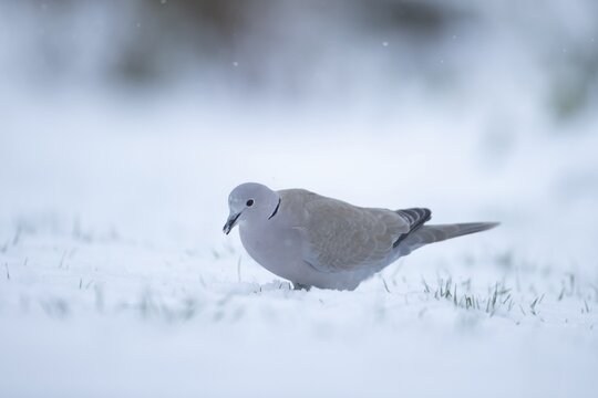 Eurasian collard dove Streptopelia decaocto adult bird feeding on a snow covered garden lawn in winter, England, United Kingdom