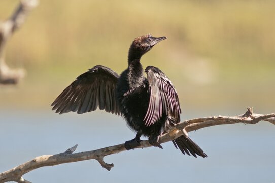 Pygmy Cormorant (Phalacrocorax pygmeus) drying its feathers, Lake Kerkini, Central Macedonia, Greece