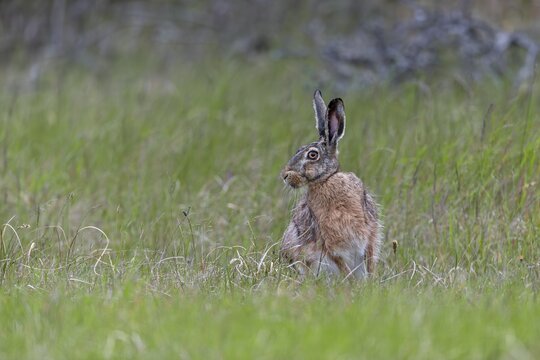 Despite its good camouflage, the brown hare (Lepus europaeus) persists and changes direction, Denmark