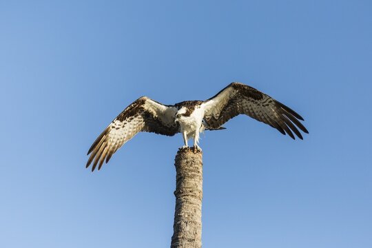 Osprey (Pandion haliaetus carolinensis), Florida, Everglades, United States, North America