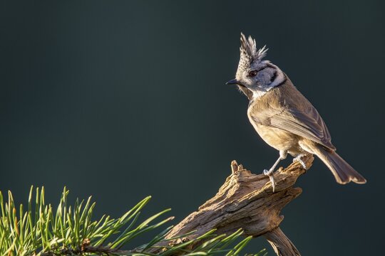 Crested tit (Parus cristatus), sitting on a branch, Tyrol, Austria