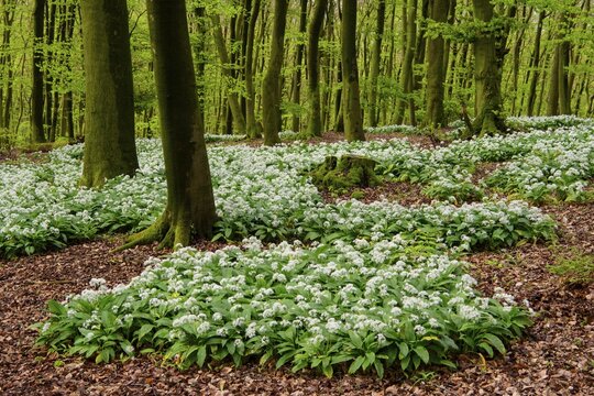 Wild garlic (Allium ursinum) in bloom in a beech forest in spring, Hilter, Lower Saxony, Germany