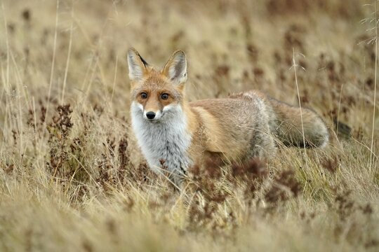 Red fox (Vulpes vulpes) standing in a meadow, Czech Republic