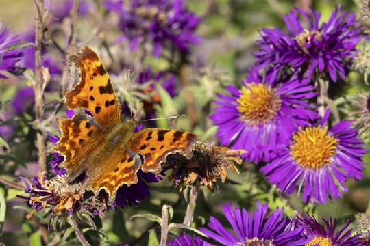 Comma butterfly (Polygonia c-album) adult insect feeding on a garden Aster flowers in summer, England, United Kingdom