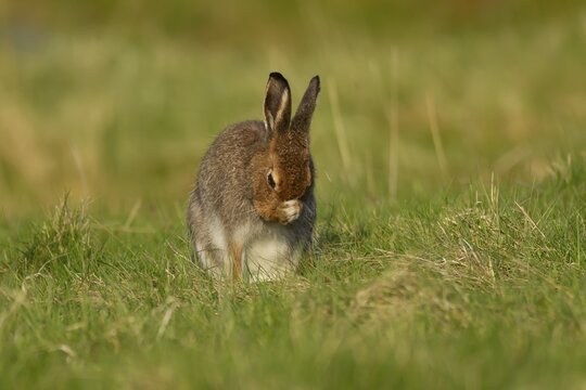 Mountain hare (Lepus timidus) adult animal washing its face on grassland, Scotland, United Kingdom
