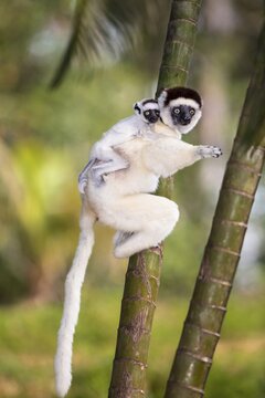 Verreaux's sifaka (Propithecus verreauxi), with baby animal on the back, Nahampoana Reserve, South Madagascar, Madagascar