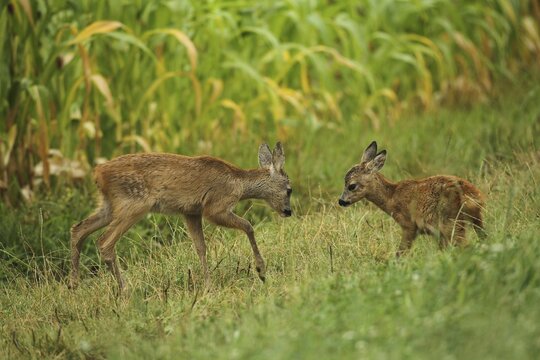 European roe deer (Capreolus capreolus) fawns playing in the summer meadow, Lower Austria, Austria