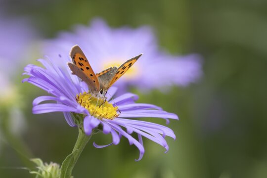 Small copper butterfly (Lycaena phlaeas) adult insect feeding on a garden Aster flower in summer, Suffolk, England, United Kingdom