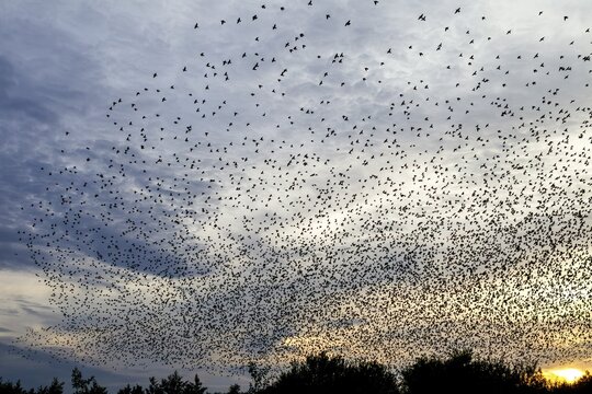 Flock of starlings (Sturnus vulgaris) directly above the roost, flock of birds, autumn migration, spring migration, bird migration, assembly point, flight formation, Germany