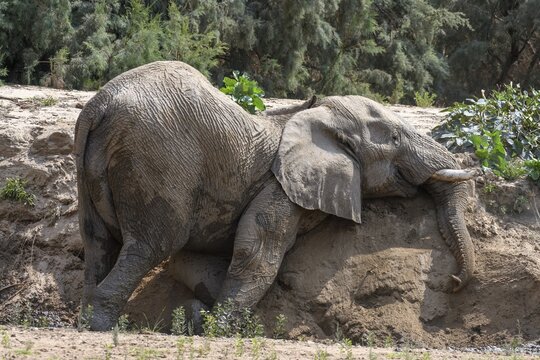 Desert elephant (Loxodonta africana) taking a sand bath in the Hoarusib dry river, Kaokoveld, Kunene region, Namibia