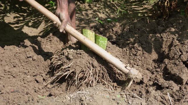 Fresh elephant foot yam harvesting in cultivated field