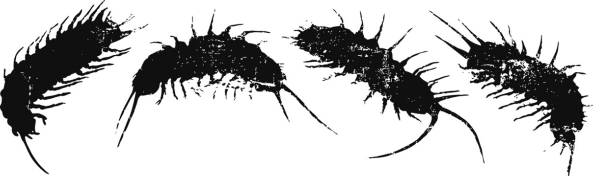 Black silverfish insects crawling on white background isolated animal pests closeup