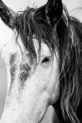 Black and white close-up portrait of a dapple gray horse with wet mane, visible eye and textured coat © PIC by Femke