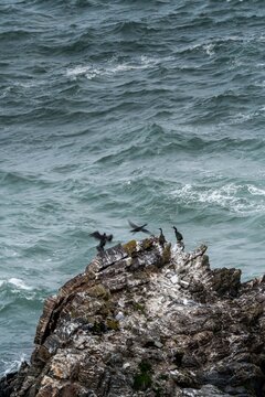 Seabirds perched on a rugged rocky sea cliff with white guano and choppy ocean waves