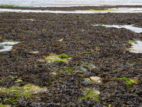 Detalle de algas al descubierto en la marea baja en una Playa de la Normand&iacute;a Francesa, viajando en verano de 2022