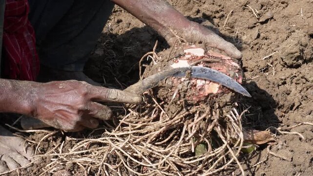 Person cleaning and cutting elephant foot yam roots