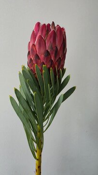 Pink king protea exotic tropical flower botanical macro photo on a transparent background