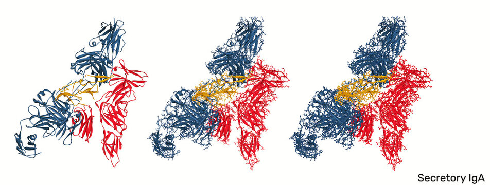 Secretory IgA, SIgA immunoglobulin complex, immune exclusion mechanism. Macromolecule protecting intestinal epithelium, maintaining mucosal immunity and homeostasis in lumen. 3d render