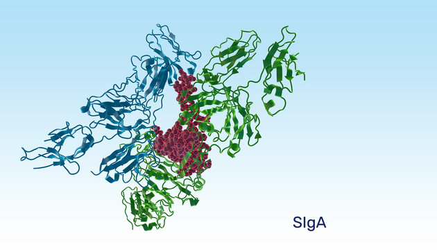 Secretory IgA, SIgA immunoglobulin complex, immune exclusion mechanism. Macromolecule protecting intestinal epithelium, maintaining mucosal immunity and homeostasis in lumen. 3d render