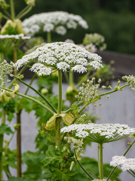 Sosnovsky's hogweed ( Latin- Heracleum sosnowskyi ) is a large herbaceous plant, a species of the genus Heracleum of the Umbelliferae family