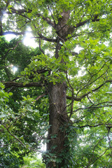 Obraz premium green leaves of a tree