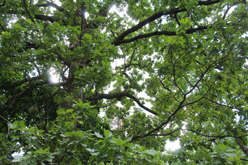 Fototapeta premium green leaves on a tree
