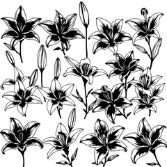 Fototapeta premium Lily set with grid of 27 isolated illustrations showcasing blooming stages and multiple angles in clean black and white vector art featuring lily, botanical.