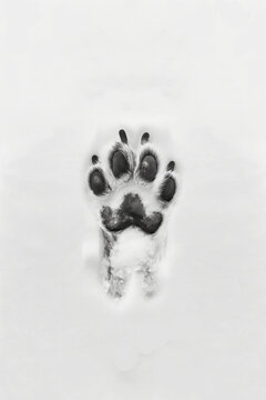 Detailed close up dog paw print in fresh white winter snow from below