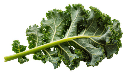 Isolated fresh green curly kale leaf, organic vegetable for healthy cooking and nutrition