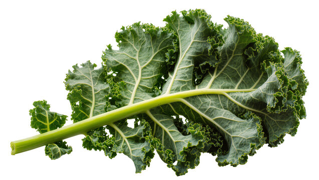 Isolated fresh green curly kale leaf, organic vegetable for healthy cooking and nutrition