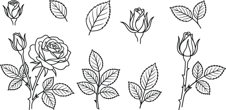 Black and white rose outline vector illustrations with buds and leaves for floral design projects