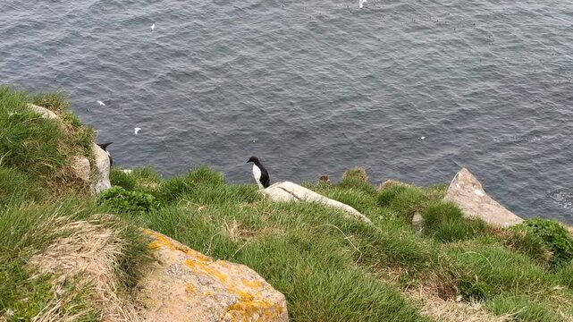 Common murre (Uria aalge) with flying northern gannets (Morus bassanus) in background the Cape St. Mary's Ecological Reserve (Saint Bride&rsquo;s, Newfoundland, Canada)