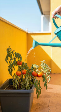Vertical photo of a hand watering a potted tomato plant with a turquoise can against a yellow wall. Hydrating wilted sunscalded tomatoes during a bright summer heatwave