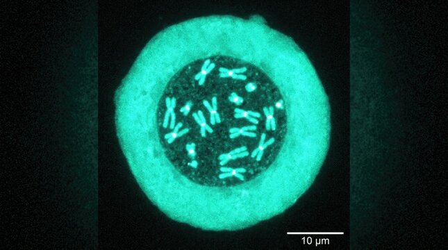 Eukaryotic cell division demonstrating condensed chromosome structure inside nucleus, fluorescent microscopy scan showing active mitosis stage under genetic laboratory examination with scale bar.