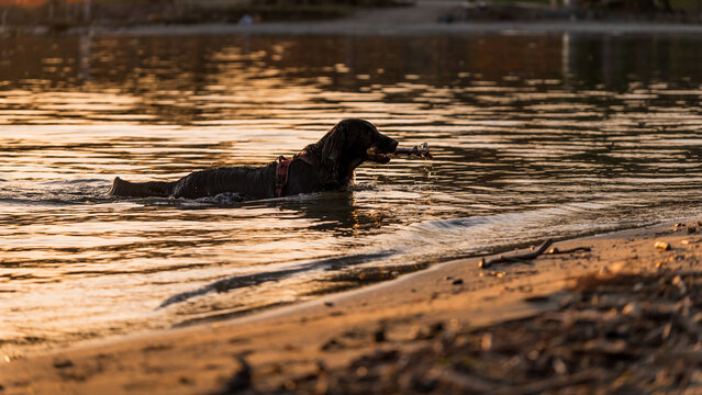 One English Cocker Spaniel Retrieving Stick While Swimming at Sunset on Lake Geneva in Switzerland