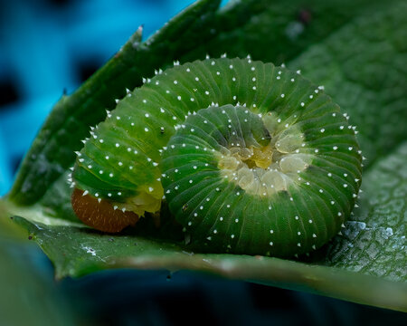 green caterpillar on the leaf