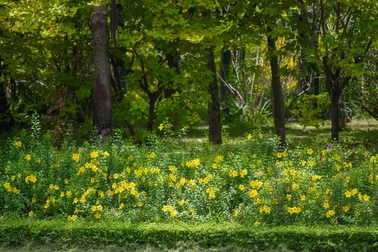 Bright yellow wildflowers flourishing among lush green trees in a peaceful natural setting