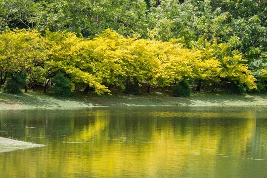 Tranquil reflection of vibrant yellow autumn leaves in a peaceful lake embraced by flourishing green trees
