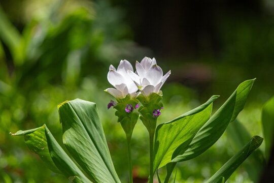 Stunning white water lily blooming gracefully surrounded by vibrant green leaves in a serene pond environment