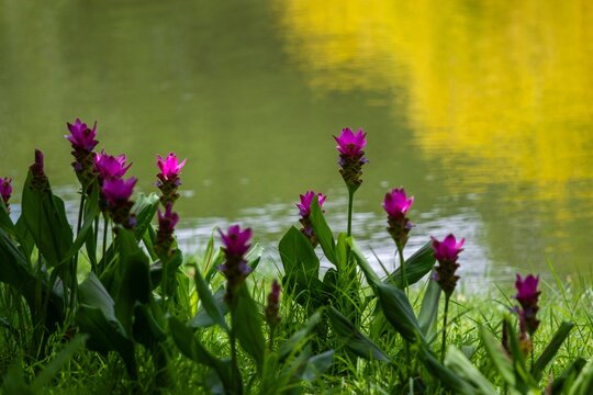 Bright pink blossoms mirrored in a serene pond surrounded by a picturesque natural landscape