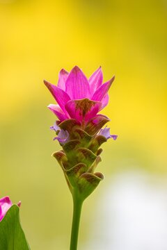 Detailed view of a bright pink bloom set against a gentle yellow backdrop in a natural setting