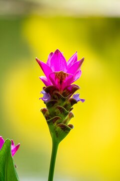 A bright pink flower blossoms beautifully set against a gentle yellow backdrop in a natural setting
