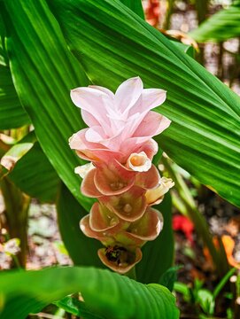 Beautiful pink blossom surrounded by vibrant green foliage in a serene tropical garden