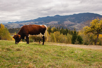 Cow grazing in the mountains. Cow with udder on the hill. Livestock background. Cow on autumn  Carpathian mountains background. Cows on the pasture with forest. Rural landscape.  © Nataliia